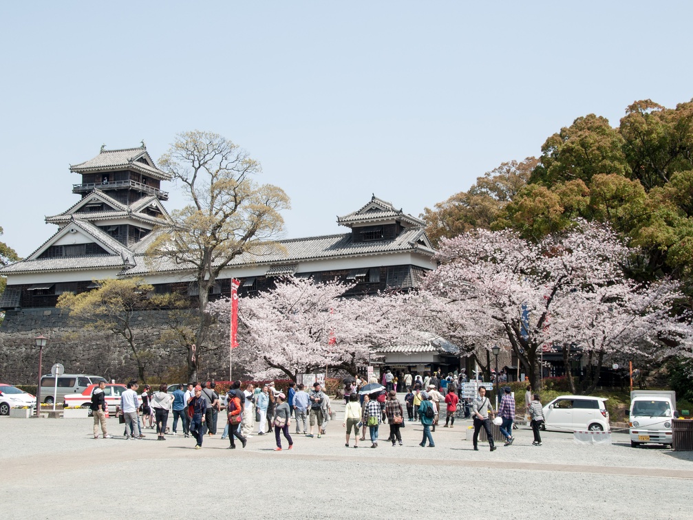 熊本城と桜　2015年　無料画像