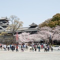 熊本城と桜　2015年　無料画像