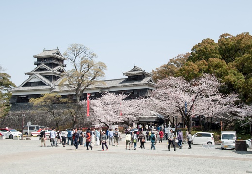 熊本城と桜　2015年　無料画像