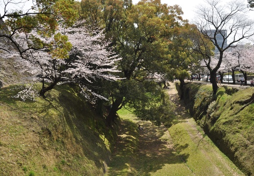 熊本城と桜　2015年　無料画像