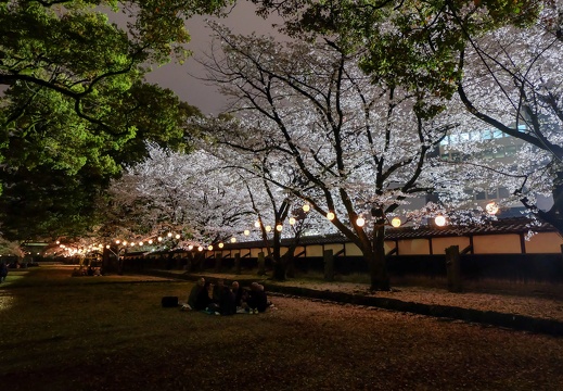 夜の熊本城と桜