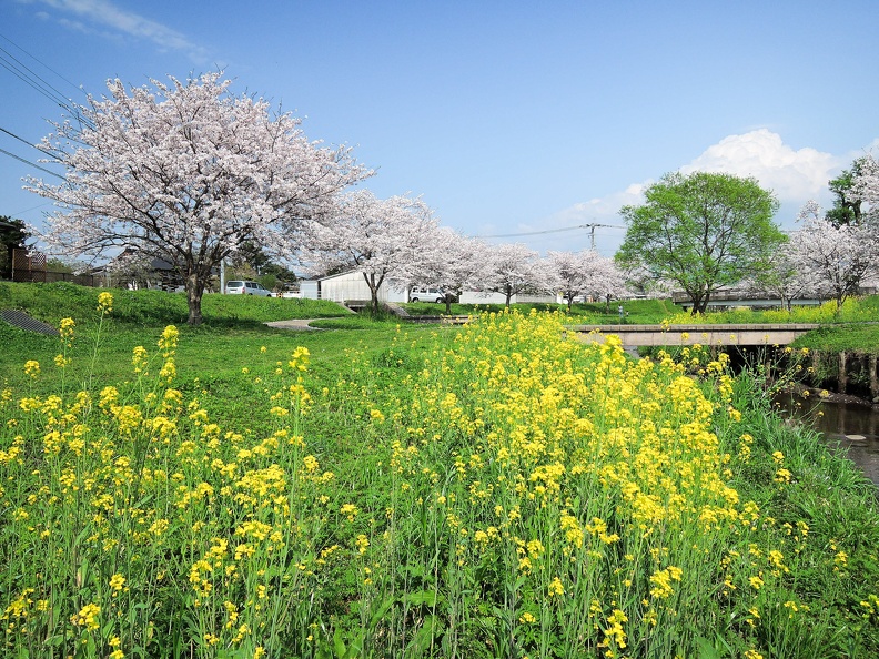 益城町宮園　町民グランド近くの河川敷の桜