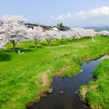 益城町宮園　町民グランド近くの河川敷の桜