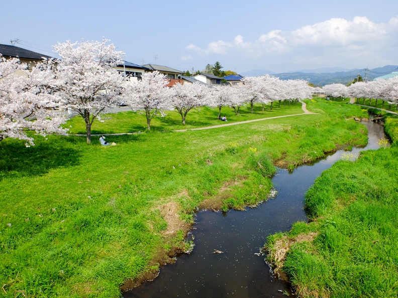 益城町宮園　町民グランド近くの河川敷の桜