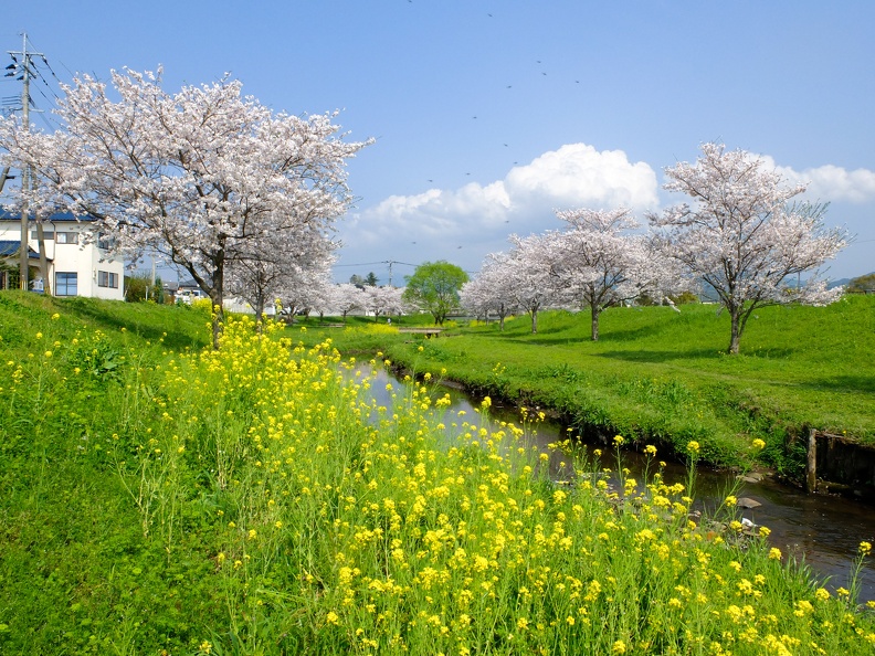 益城町宮園　町民グランド近くの河川敷の桜