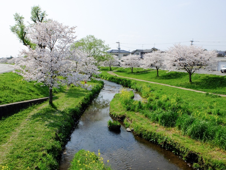 益城町宮園　町民グランド近くの河川敷の桜