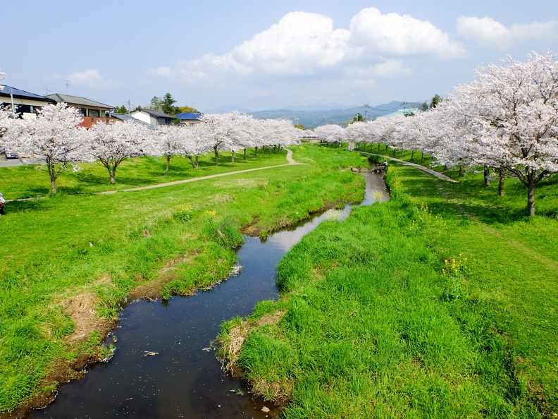 益城町宮園　町民グランド近くの河川敷の桜