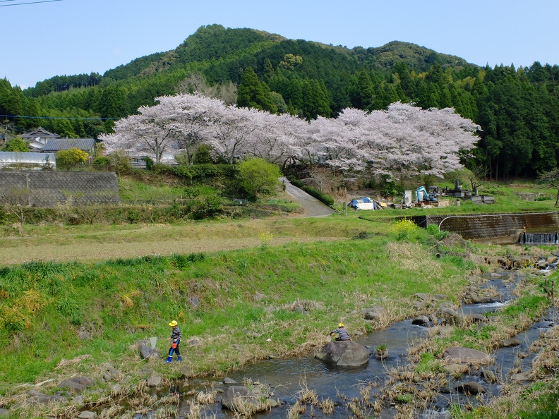 益城町下陳の桜