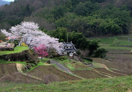 広島三次市の桜のある情景