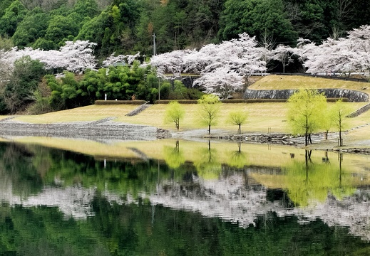 土師ダムのどごえ公園の桜