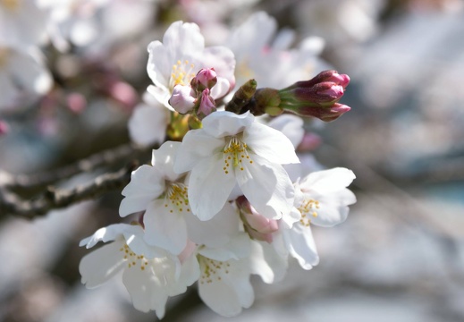 八景水谷公園の桜