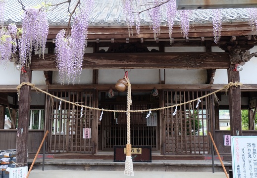 玉名市山田日吉神社の藤棚