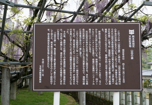 玉名市山田日吉神社の藤棚