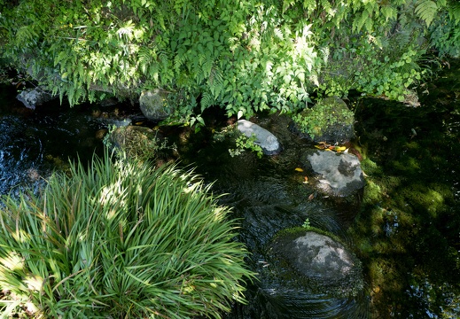 南阿蘇　池の川水源　フリー画像