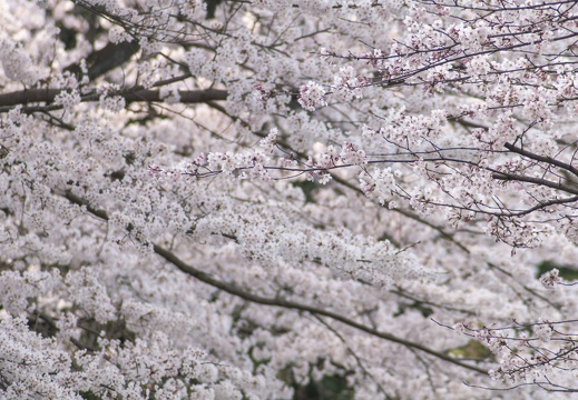 宇土市立岡公園の桜