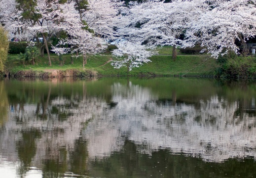 宇土市立岡公園の桜