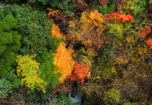 梅の木轟の吊橋と紅葉
