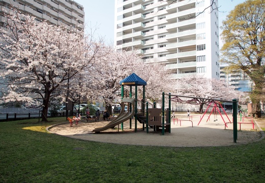 鍛冶屋町公園の桜