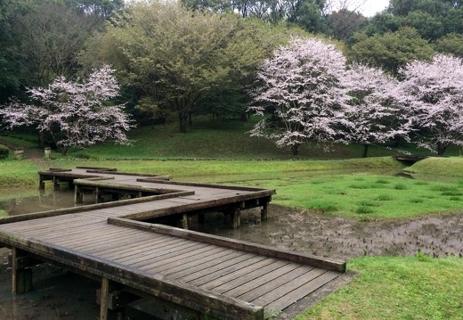 立田山自然公園 万石池周辺の桜