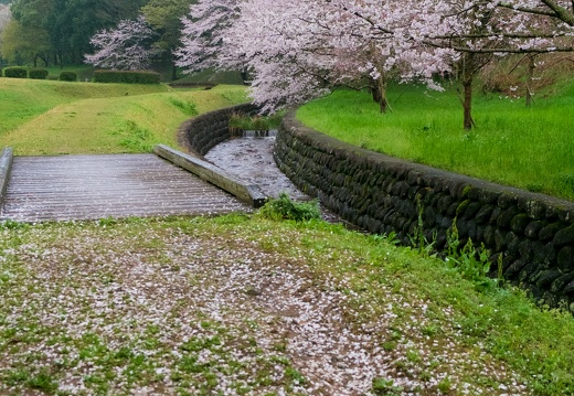 立田山自然公園 万石池周辺の桜