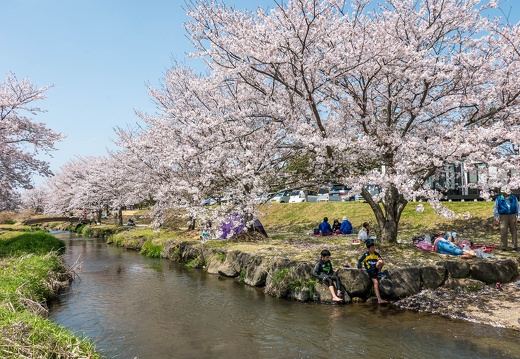 秋津川河川敷公園の桜