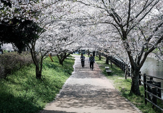 立岡公園の桜