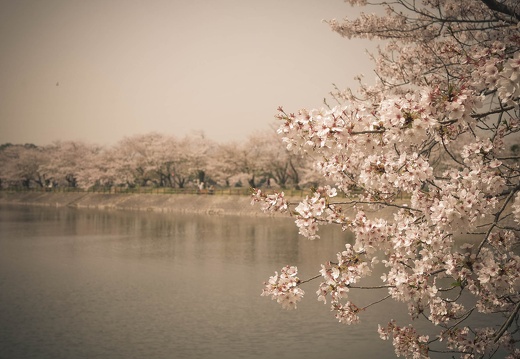 立岡公園の桜