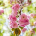八重桜 (2592 訪問) 八重桜