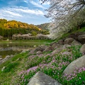 七曲池(甲岩自然公園)の桜 (3502 訪問) 七曲池(甲岩自然公園)の桜