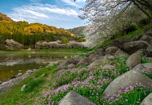七曲池（甲岩自然公園）の桜