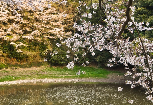 七曲池（甲岩自然公園）の桜
