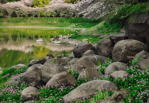 七曲池（甲岩自然公園）の桜