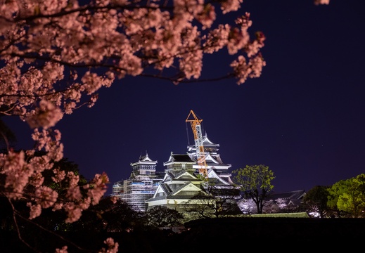 復興途上の熊本城と夜桜