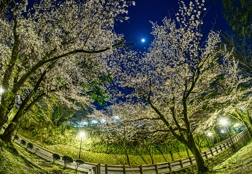 令和二年熊本城近辺の夜桜