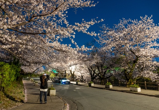 令和二年熊本城近辺の夜桜