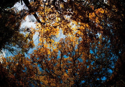 秋のマゼノ渓谷の紅葉