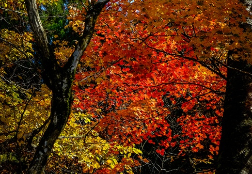 菊池渓谷周辺の紅葉
