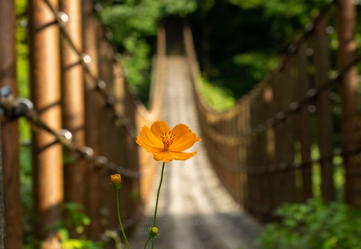 樅木の吊橋