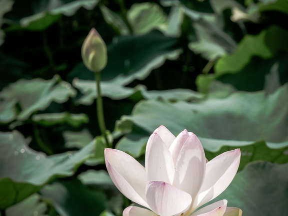 城南町の蓮の花