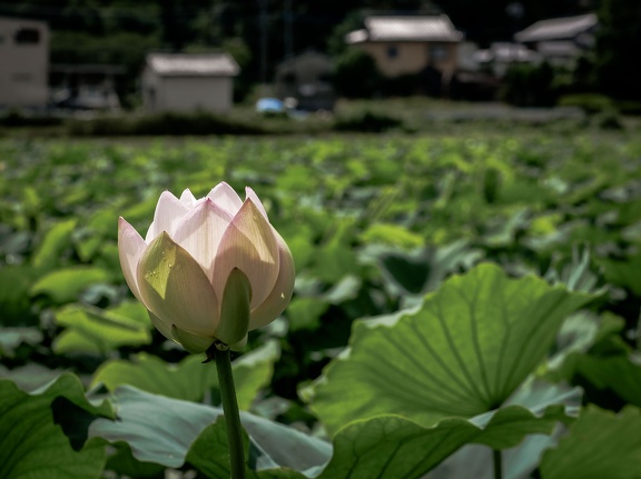 城南町の蓮の花