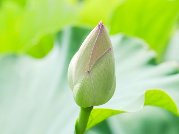 城南町の蓮の花