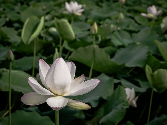 城南町の蓮の花