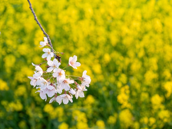 桜と菜の花