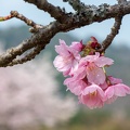 南阿蘇桜公園 (984 heimsóknir) 南阿蘇桜公園