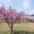 南阿蘇桜公園 (1074 heimsóknir) 南阿蘇桜公園