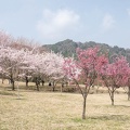 南阿蘇桜公園 (1070 heimsóknir) 南阿蘇桜公園
