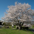 桜の季節の塚原古墳