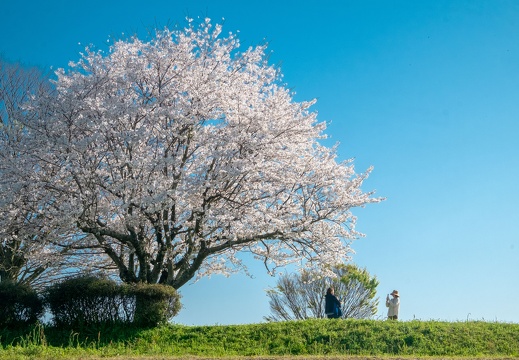 桜の季節の塚原古墳
