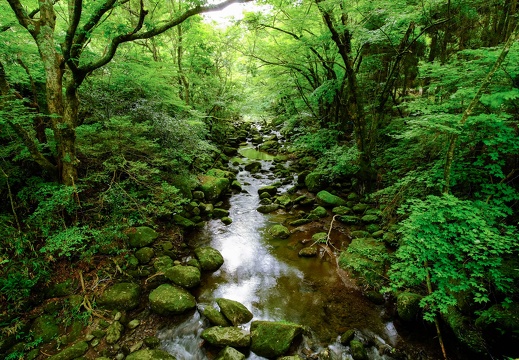 菊池渓谷