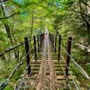 泉町の樅木の吊橋の写真を追加しました。